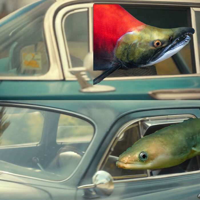 Humorous biology meme with fish heads edited onto car passengers