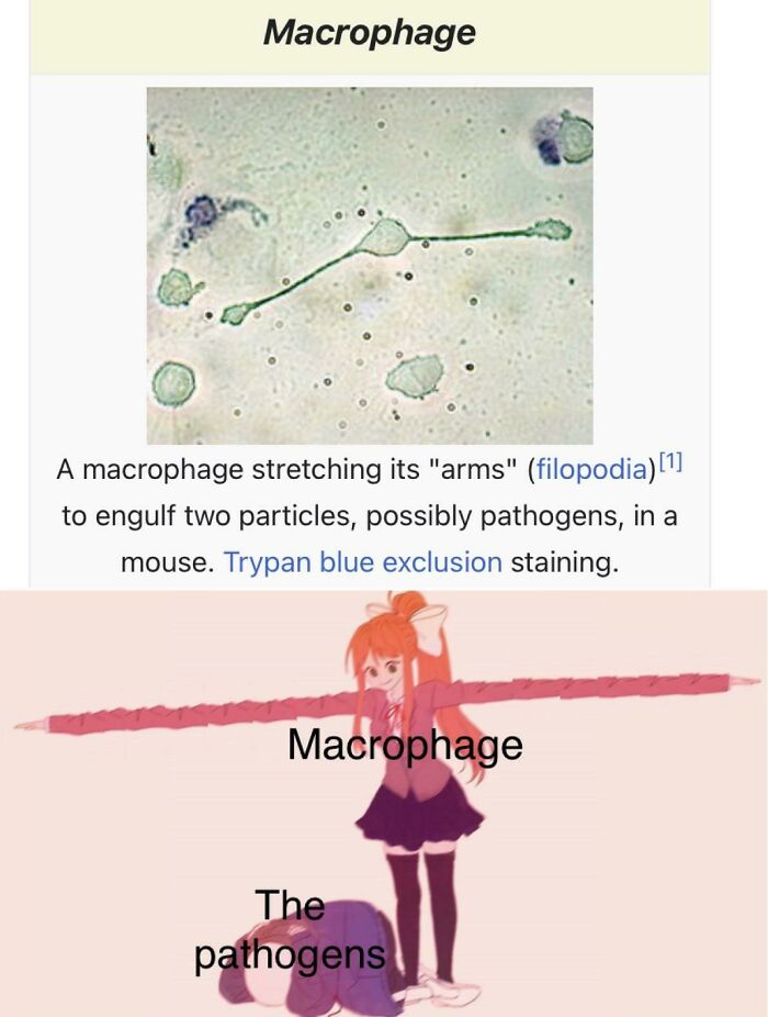 Biology meme comparing macrophage cell to an anime character overpowering pathogens
