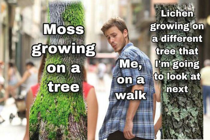 Funny biology meme about moss and lichen growing on trees during a walk