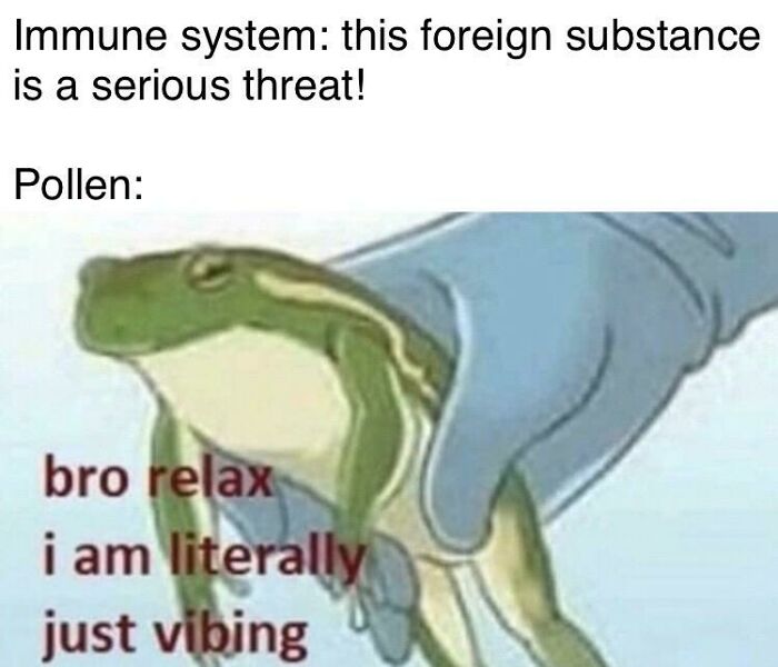 Biology meme of pollen calming immune system with a relaxed frog.