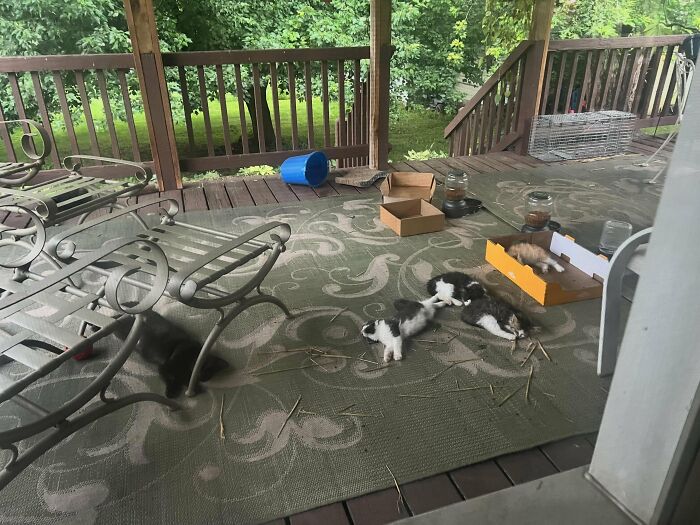 Multiple kittens sleeping on a wooden porch deck rug in a tiny community setting