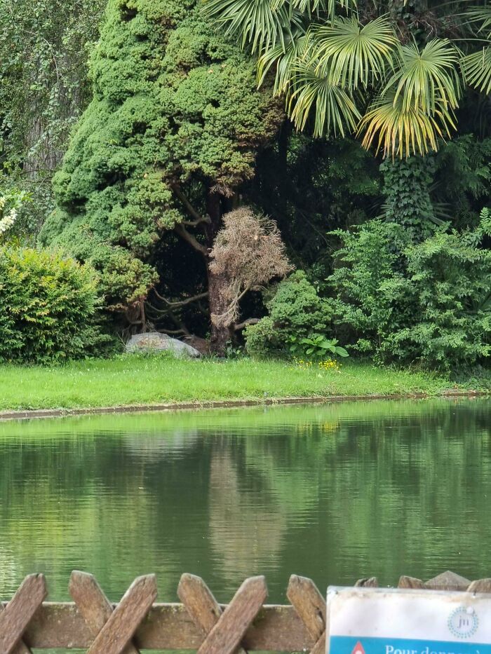 Tree resembling a lion shape near water creating a natural glitch