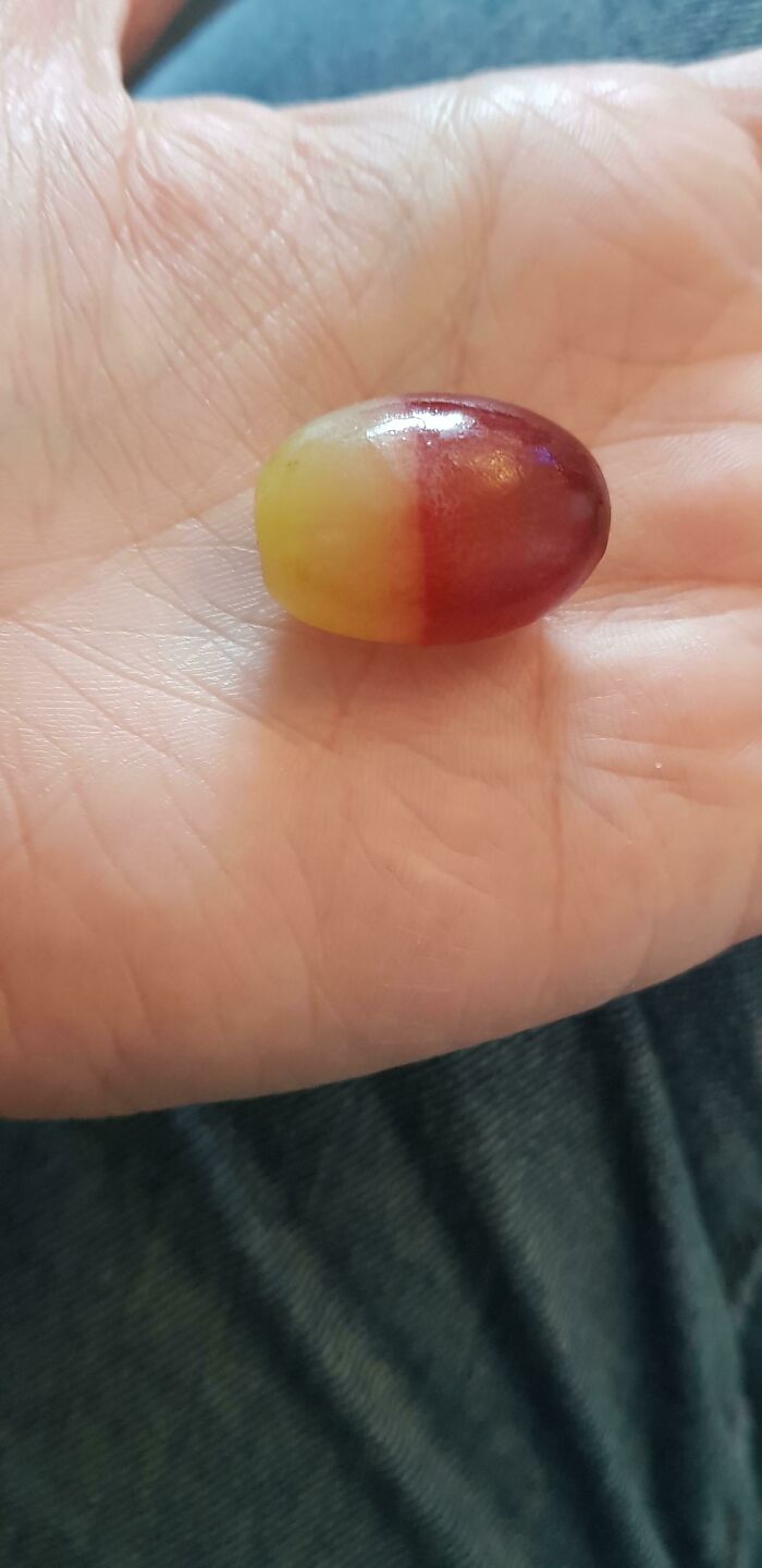 Two-tone grape with distinct yellow and purple half glitch in hand