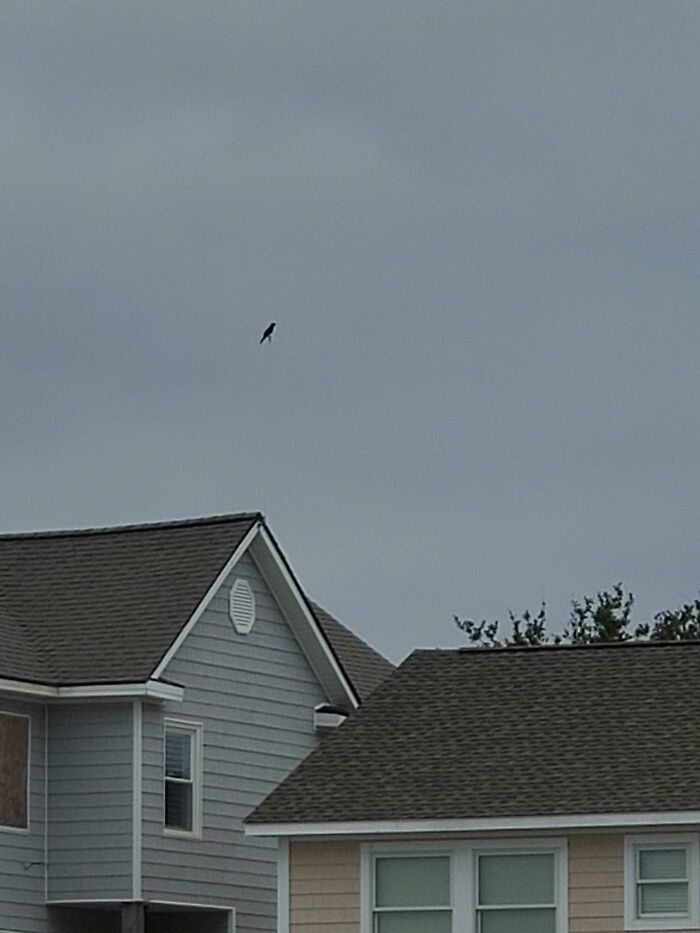 Bird hovering above houses with no visible support glitch in the matrix
