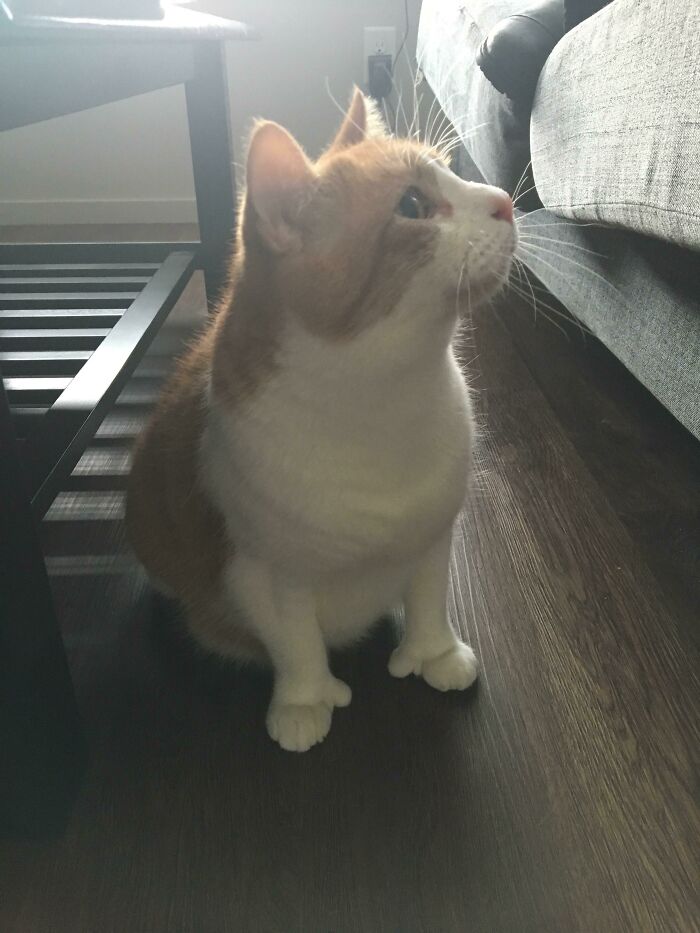 Curious cat sitting indoors glitch in the matrix