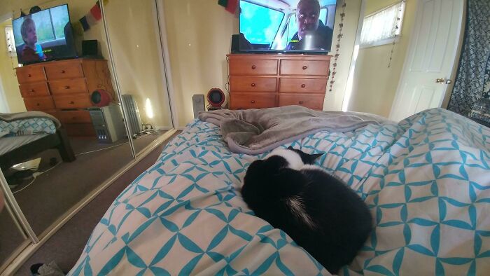 Black and white cat curled on patterned bed in room with mirrored closet