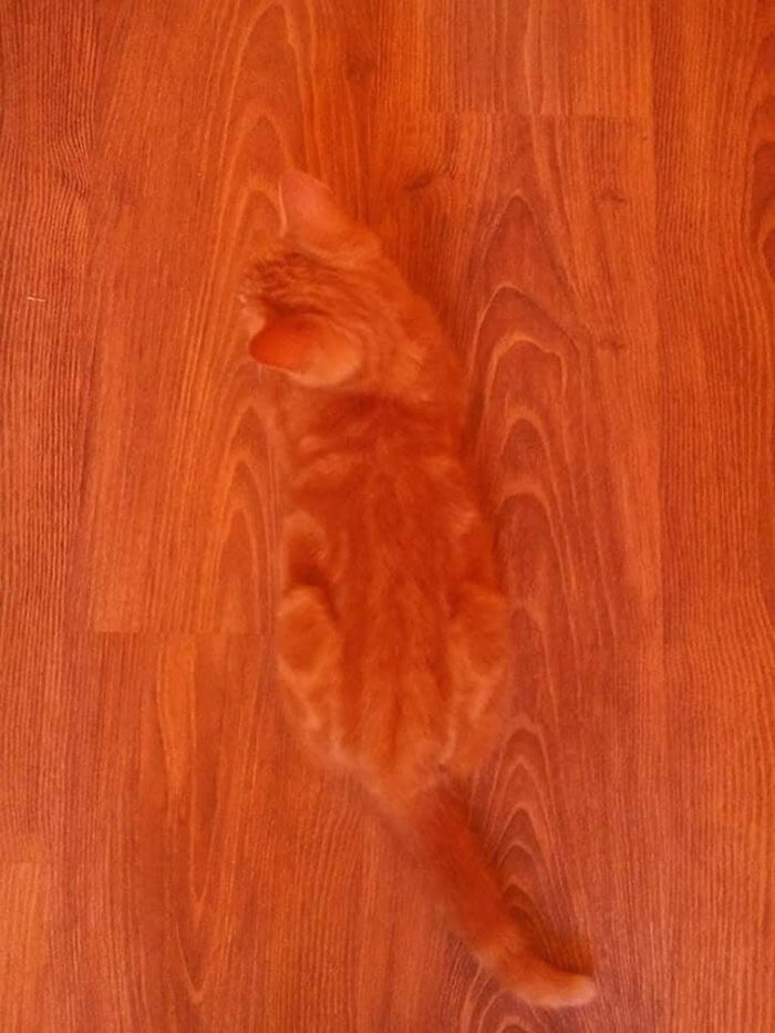 Orange cat blending in with wooden floor pattern creating camouflage effect