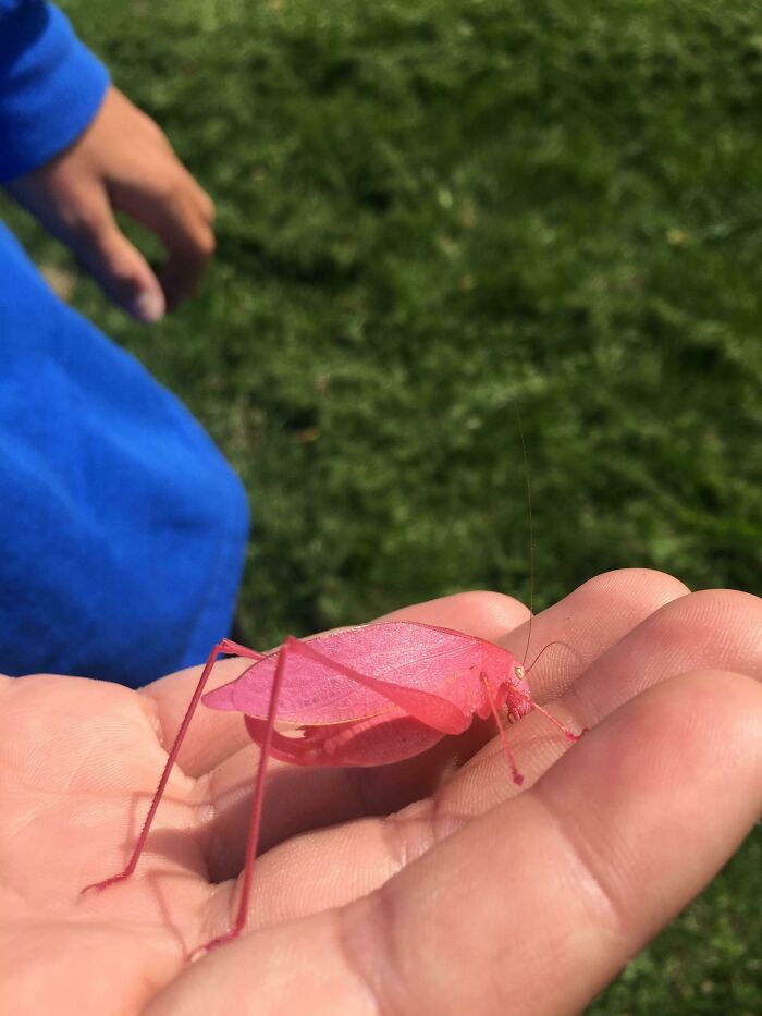 Close-up of a pink insect on hand showcasing unusual glitch colors in nature