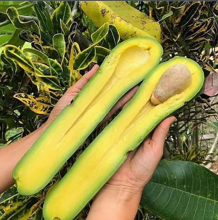 Unusually long avocado halves with pit in one hand glitch