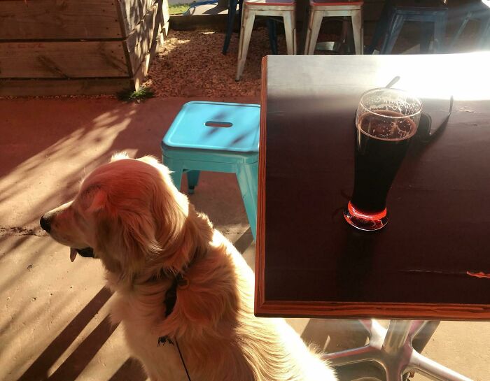 Golden retriever sitting next to a table with a dark drink in the sun