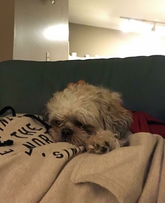 Small dog resting on person glitch matrix cozy moment