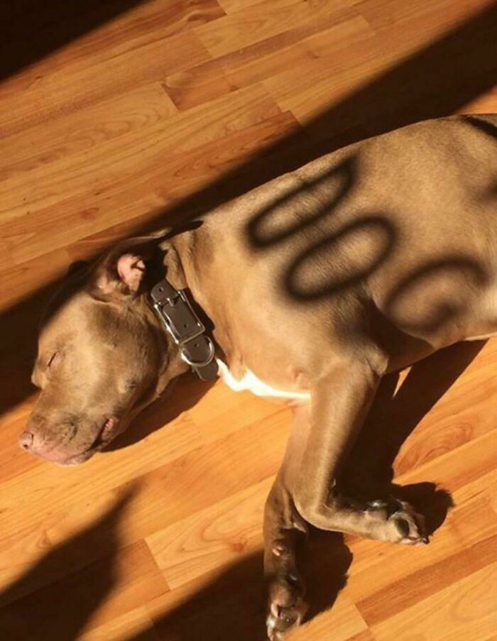 Dog sleeping with shadow spelling DOG on its body glitch