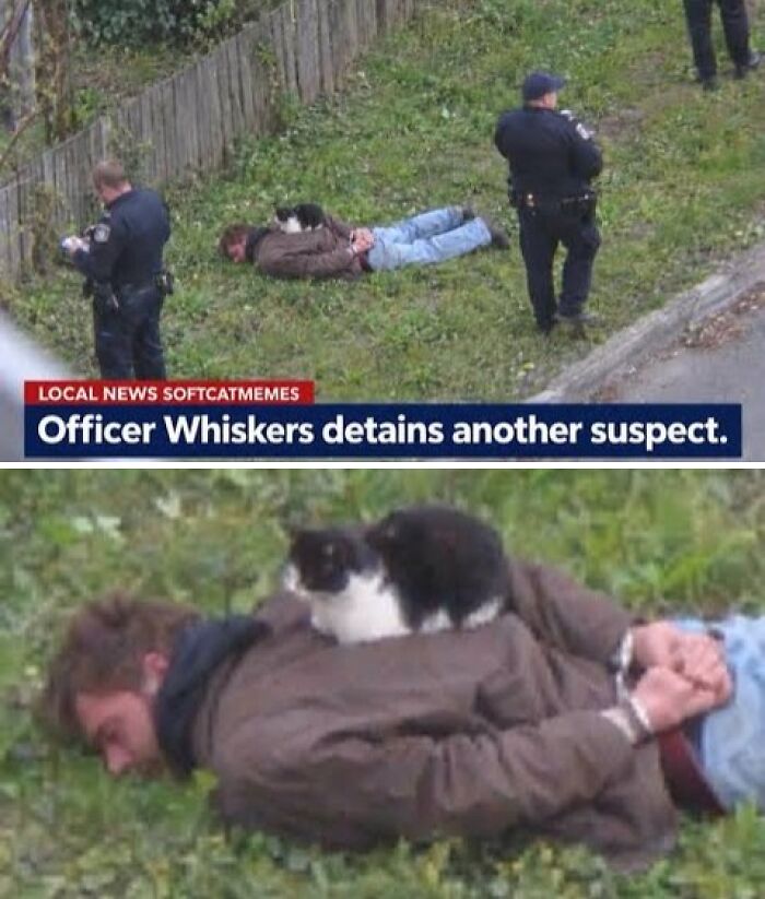 Funny feral meme showing cat on suspect with caption Officer Whiskers detains another suspect