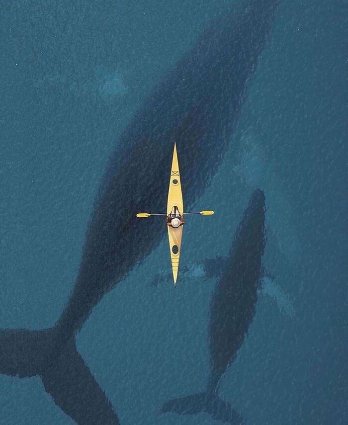 Kayaker paddling above deep-water whales shadows