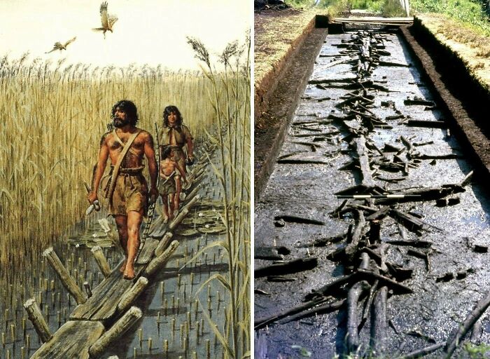 Illustration and archaeological excavation of an ancient wooden trackway showing cool history facts.