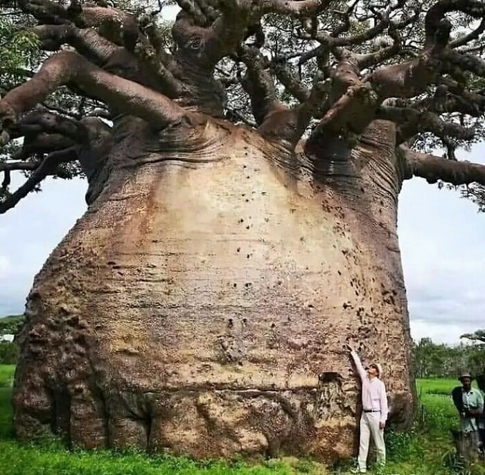A person standing next to a massive baobab tree, demonstrating surprising history of nature.