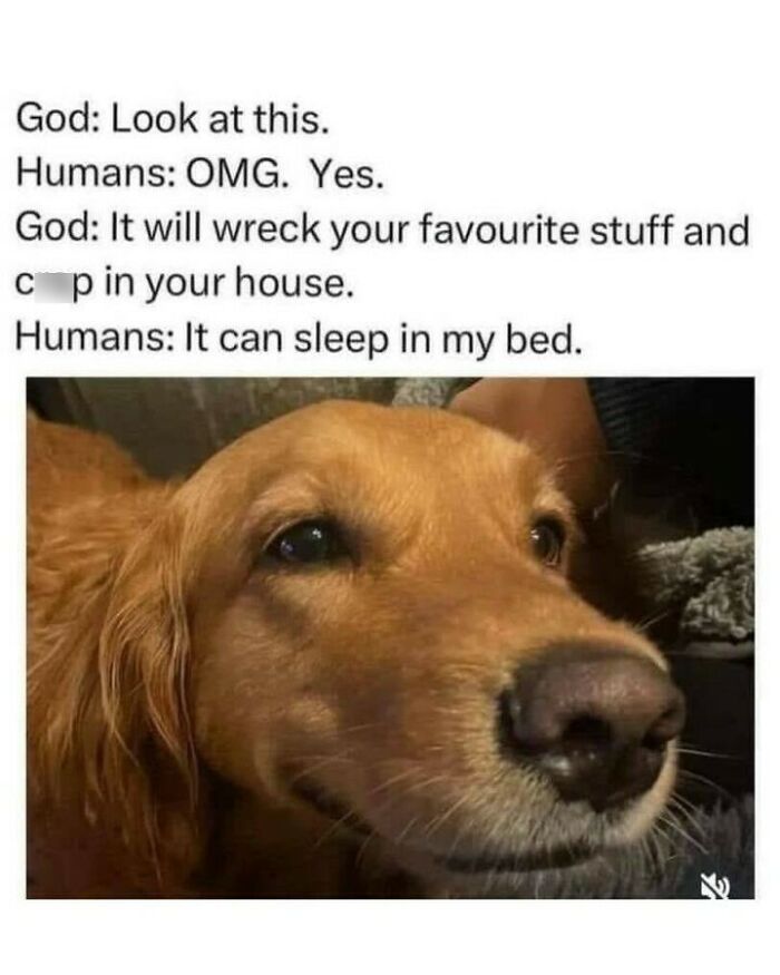 Dog memes showing a cute golden retriever face alongside a funny dialogue about loving pets.