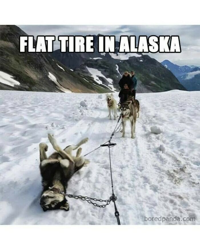 Dog memes depicting a sled dog rolling on its back in the snow