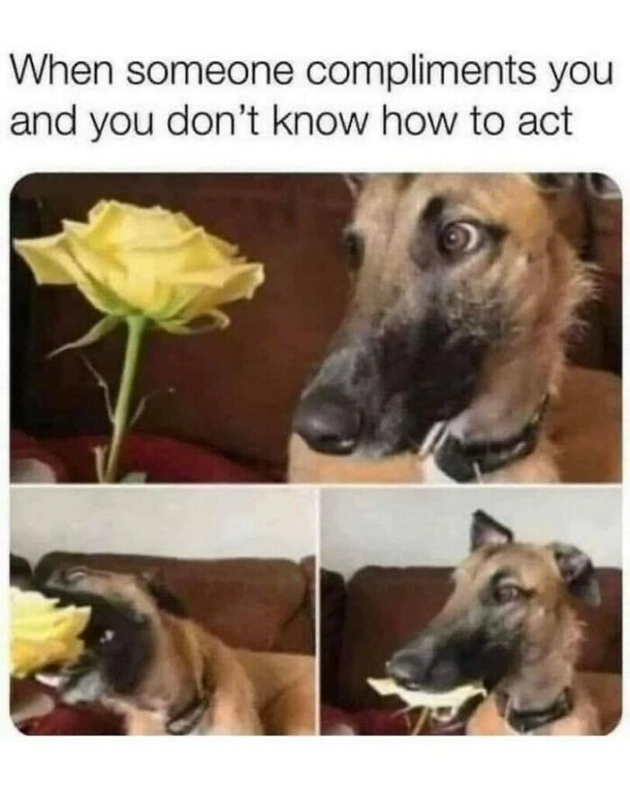 Dog memes image showing a dog awkwardly eating a yellow rose after receiving a compliment.