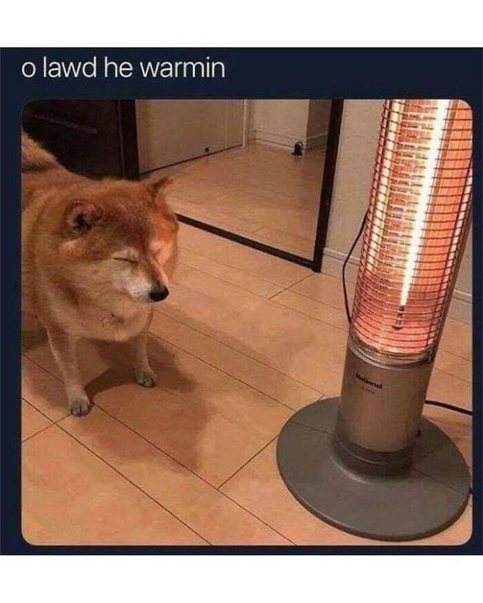 Funny dog memes photo of a Shiba Inu squinting in bliss while warming up by an electric heater.