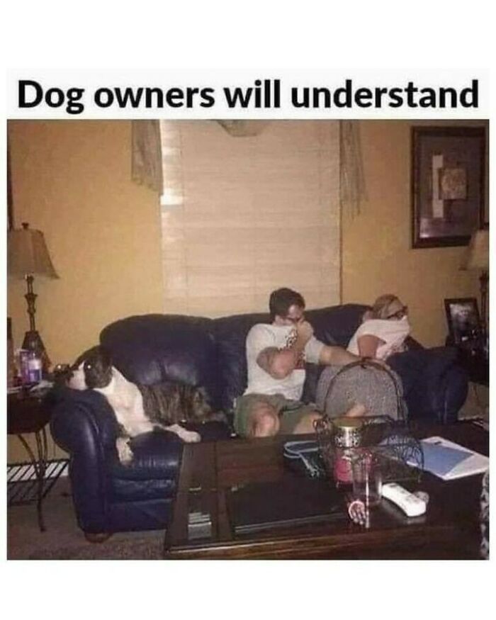 Relatable dog memes post showing owners covering their noses on the couch while their dog lies nearby.