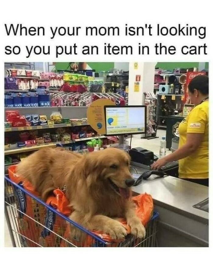 Funny dog memes featuring a golden retriever lying inside a grocery shopping cart at the checkout.