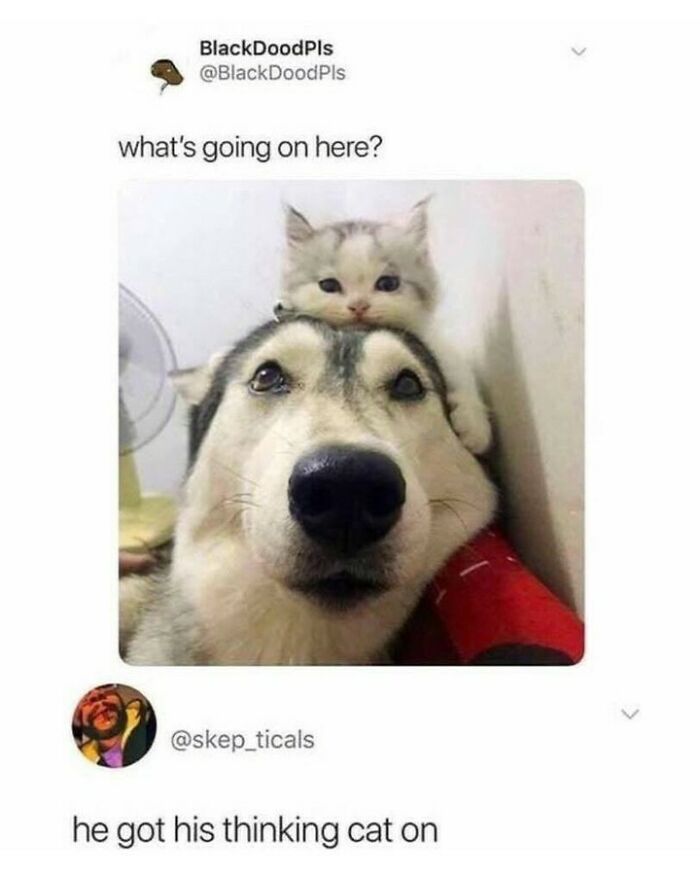 Dog memes showing a husky with a tiny fluffy kitten sitting on its head.