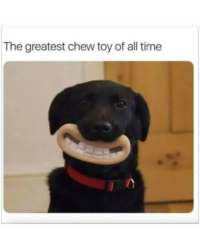 Funny dog memes with a black labrador holding a toy that looks like human teeth.