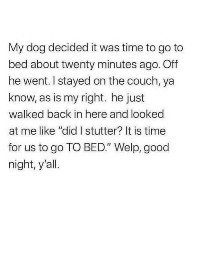 Text post image with hilarious dog memes content about a pet demanding its owner to go to bed.