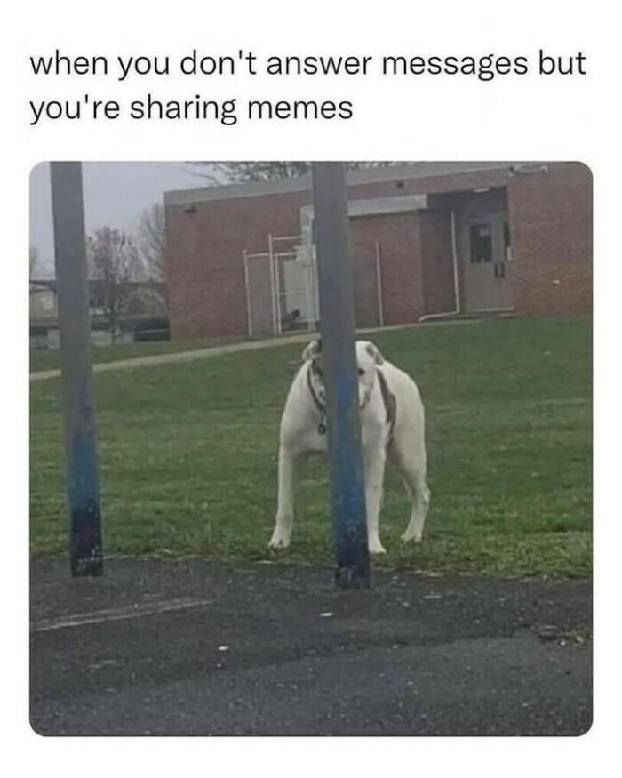 Funny dog memes showing a white dog attempting to hide poorly behind a thin metal pole in a park.