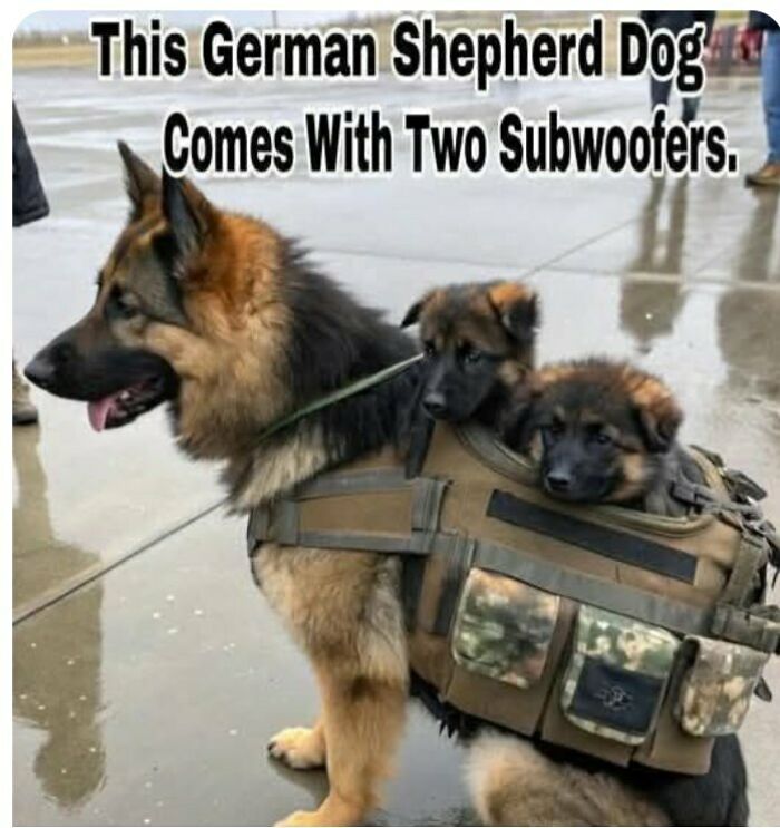 German Shepherd dog wearing a tactical vest carrying two small puppies in a dog meme