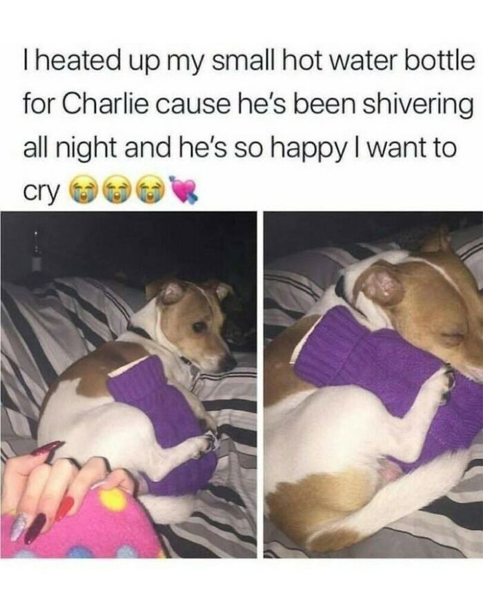 Two-panel image of a small dog hugging a purple hot water bottle, featured in funny dog memes.