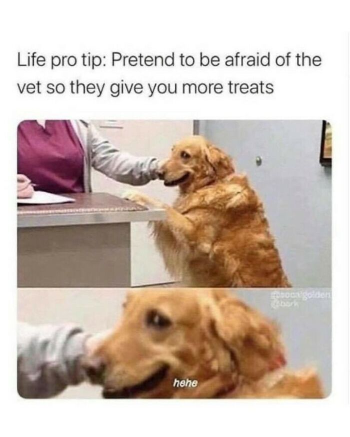 Funny dog memes featuring a golden retriever smirking while being petted at the vet clinic.