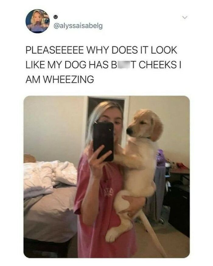 Funny dog memes showing a young woman holding a golden retriever puppy in front of a mirror.