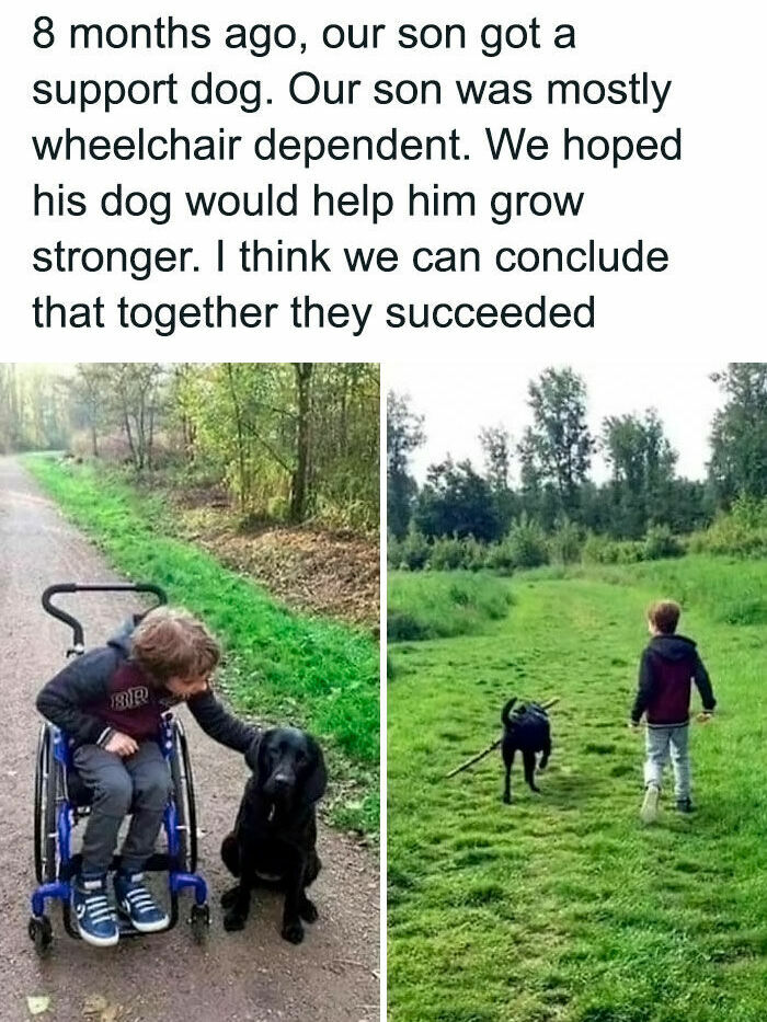 Wholesome dog memes showing a young boy with a black support dog, transitioning from a wheelchair to walking outdoors.