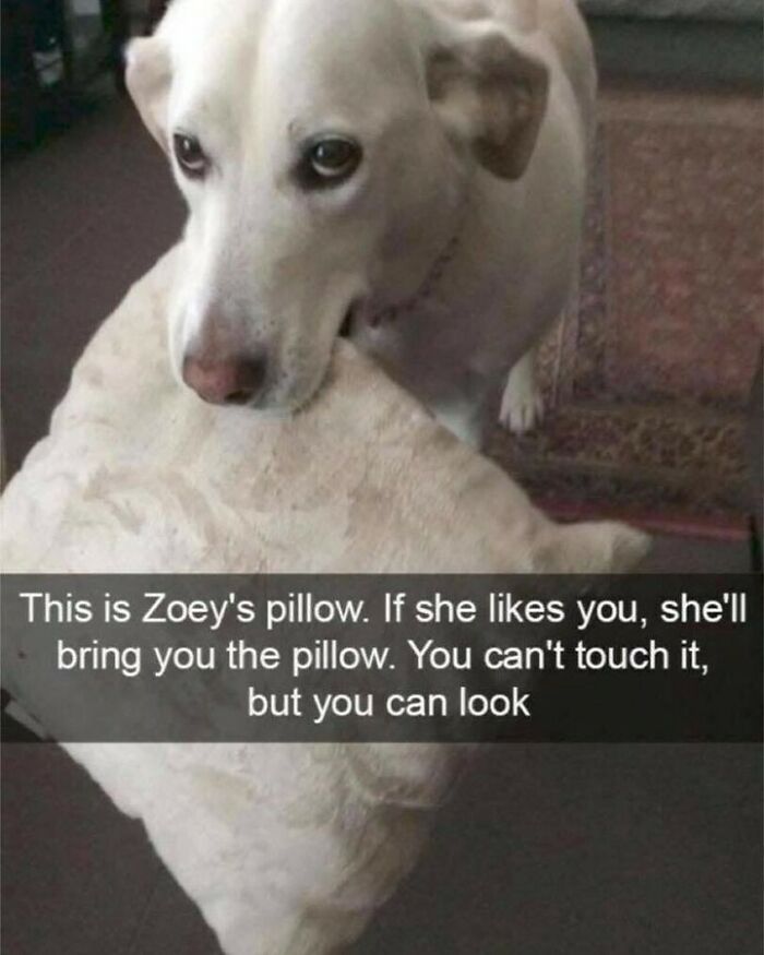 Cute dog memes showing a white dog holding a pillow in its mouth for visitors to see.