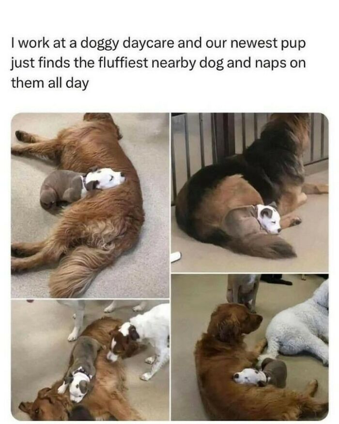 Heartwarming dog memes showing a tiny puppy napping on top of larger fluffy dogs at daycare.