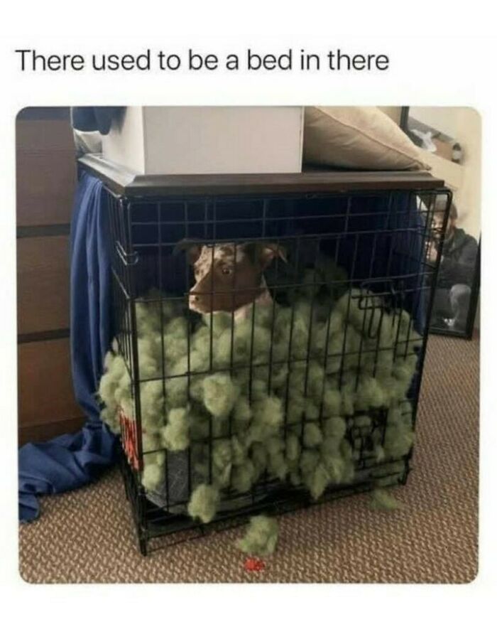 Funny dog meme featuring a dog sitting inside a crate surrounded by destroyed bed stuffing