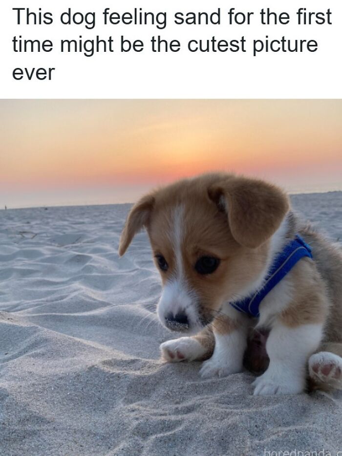 Adorable corgi puppy sitting on a sandy beach at sunset for a dog meme