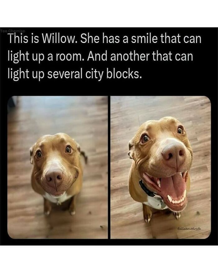 Dog memes showing side-by-side photos of a pit bull giving a small smile and a huge happy grin