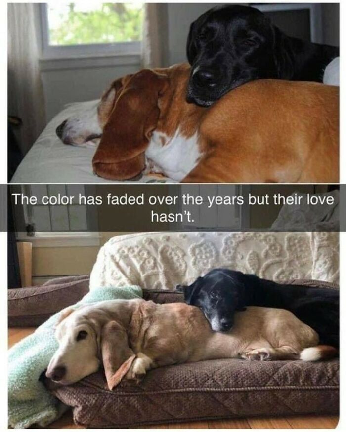 Heartwarming dog memes showing two dogs cuddling together as they age over the years