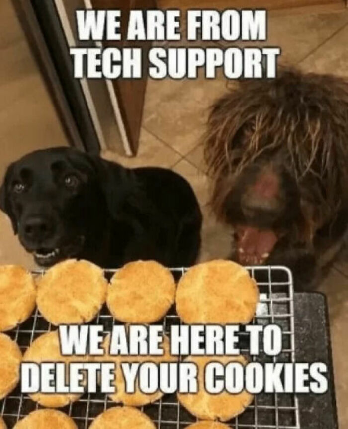 Dog memes image showing two cute dogs staring hungrily at a rack of freshly baked cookies.