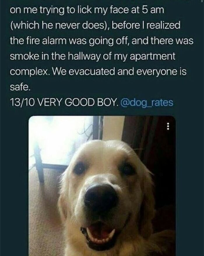 Heroic dog meme showing a smiling golden retriever who alerted its owner to a fire.