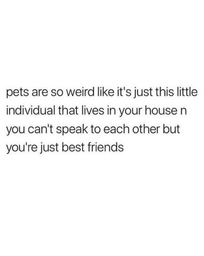 Dog meme text on a white background about pets being best friends that live in your house.