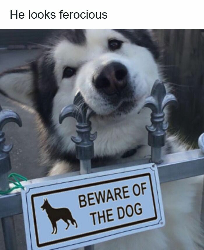 Fluffy dog meme showing a sweet dog resting its head on a fence with a beware of dog sign.
