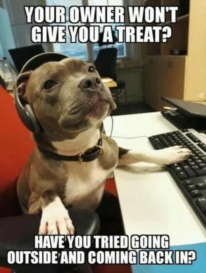 Funny dog meme featuring a pit bull with a headset working at a computer desk.