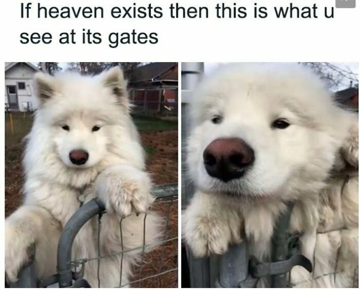 Fluffy white Samoyed dog resting paws on a fence in a dog meme about heaven.