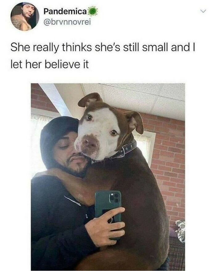 Funny dog memes post featuring a large brown pit bull lovingly hugging her owner in a selfie.