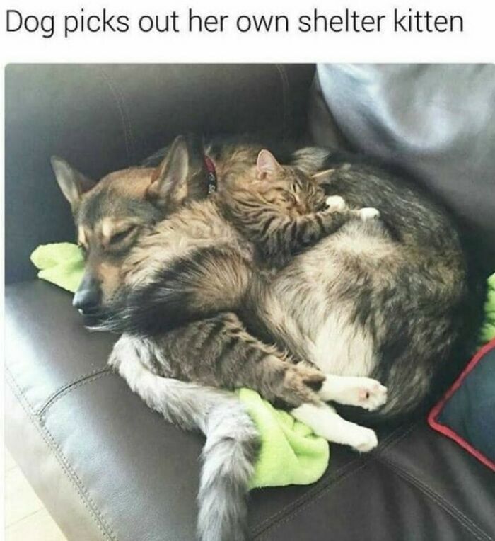 Wholesome dog memes picture of a sleeping dog cuddled up intimately with a small kitten on a couch.