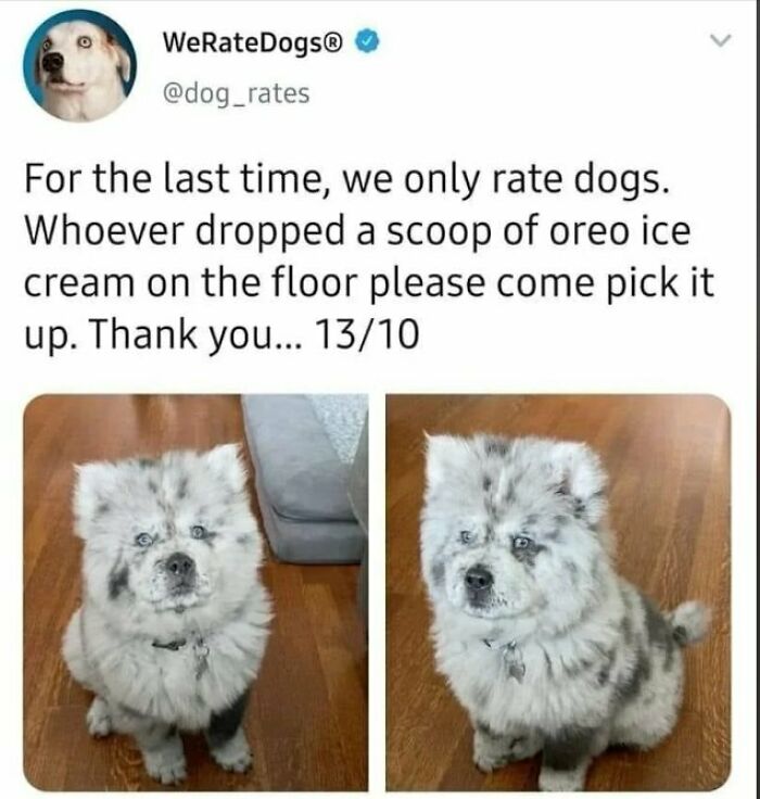 Cute dog memes tweet showing a fluffy spotted puppy that looks like a scoop of cookies and cream ice cream.